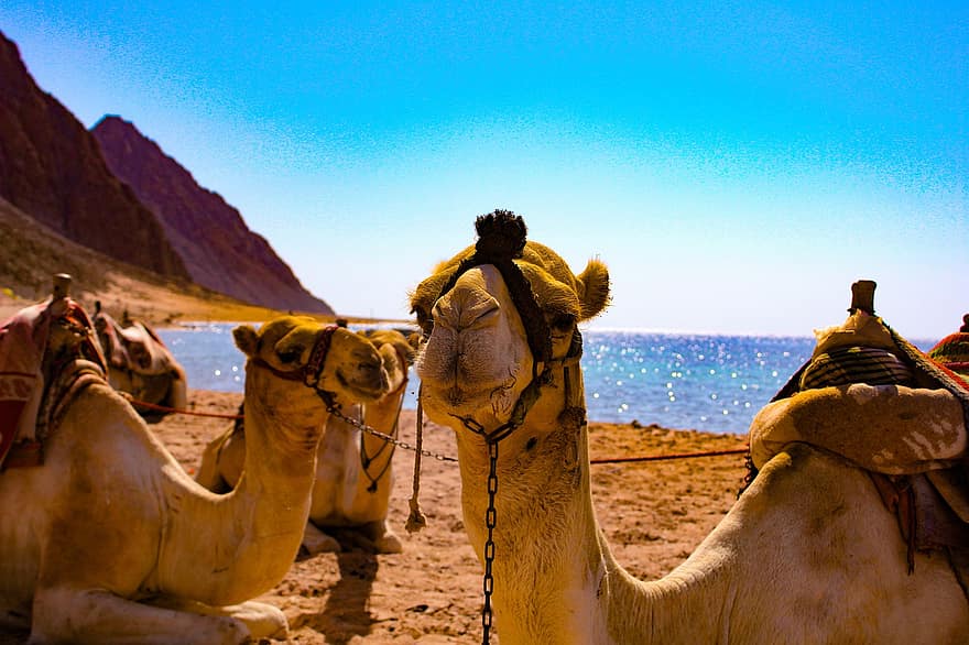 kamel, bjerge, egypten, rejse