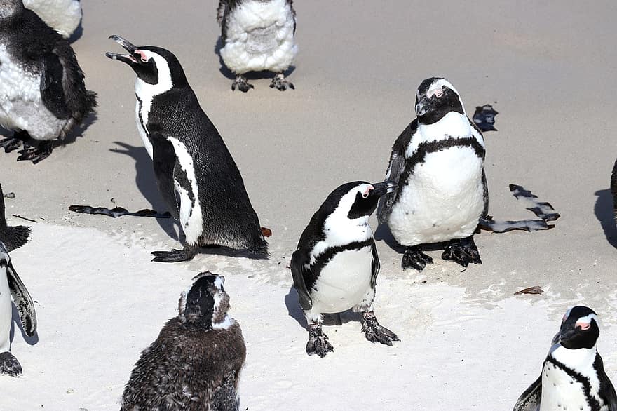 köpeny pingvin, pingvin, strand, óceán, madár, Dél-Afrika, Fokváros