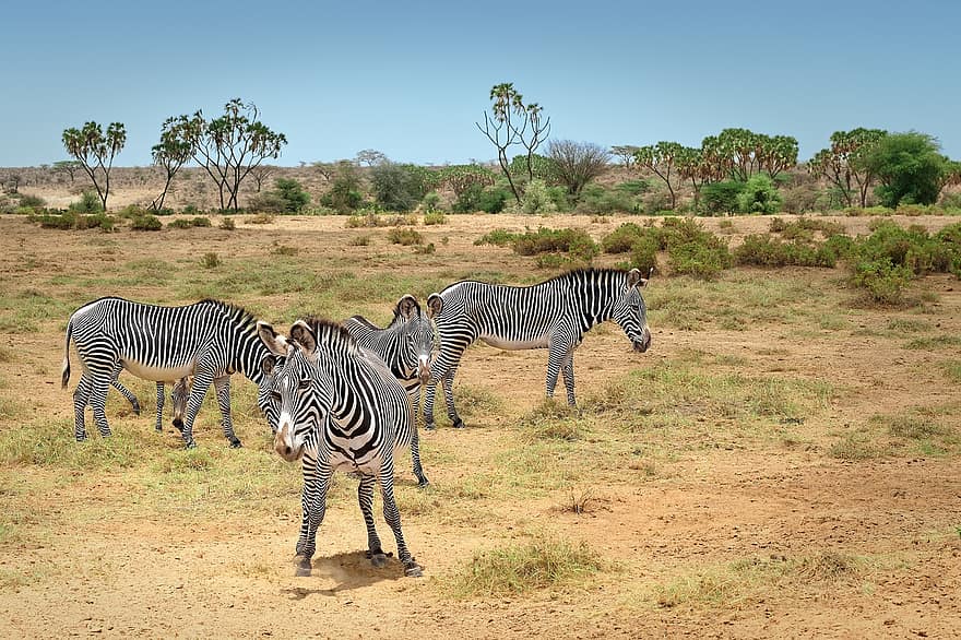 Zebras, Tiere, Herde, Graue Zebras, Safari, Tierwelt, Savanne, Naturschutzgebiet, Natur, Kenia, Samburu