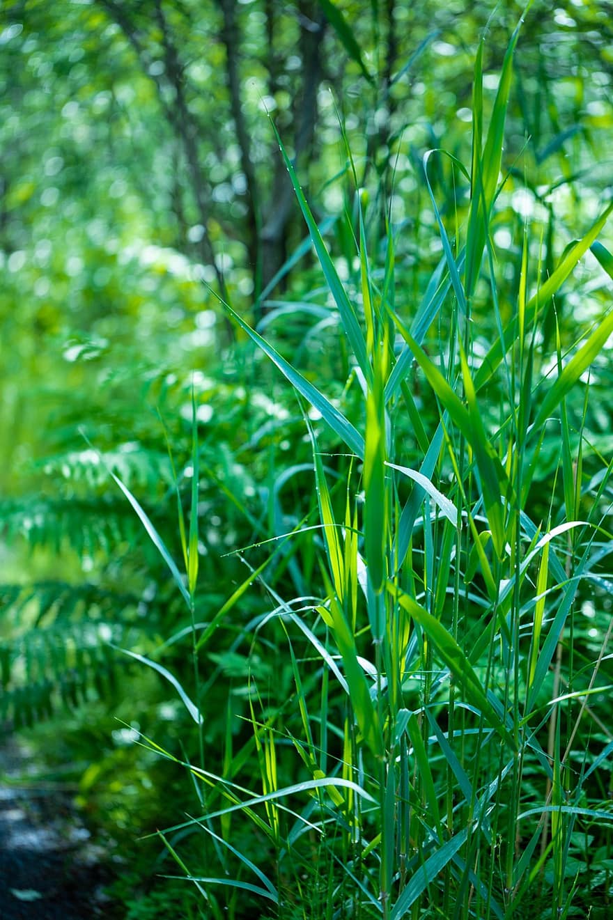Grass, Nature, Forest, Herbs