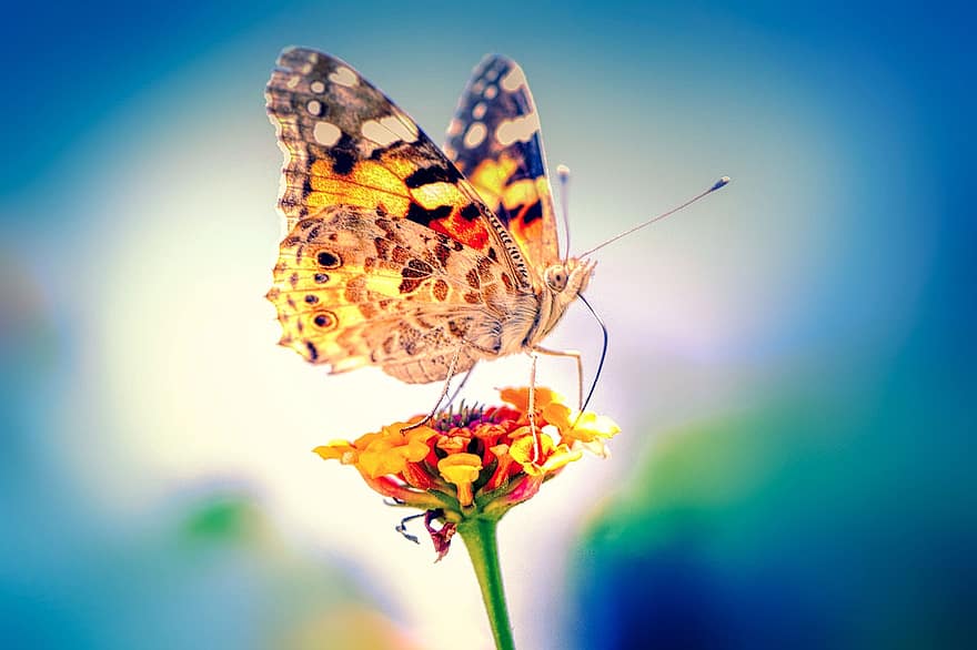 бабочка, цветок, опылять, опыление, крылья, крылатое насекомое, крылья бабочки, чешуекрылые, насекомое, цветение, цвести