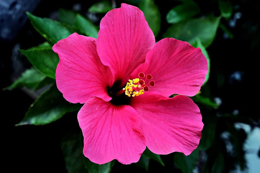 pink hibiscus, blomst, plante, kronblade, flor, blomstre, flora, natur, forår, tæt på, kronblad