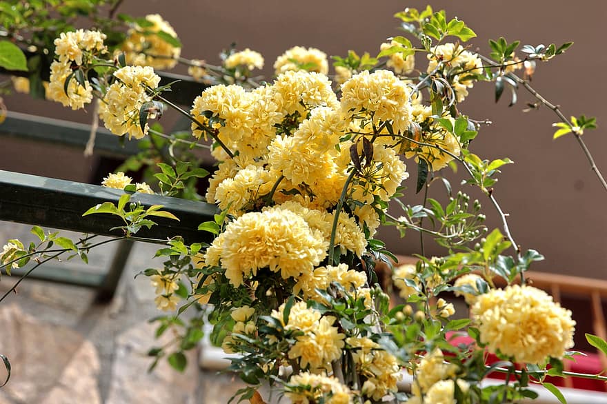 장미, 노란 장미, 꽃, 아름다움, 식물, 꽃을 피우다, 정원