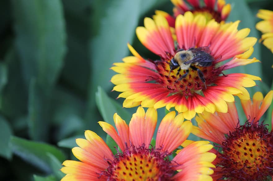 lebah, berkembang, serangga, serbuk sari, musim semi, madu, menanam, bunga-bunga, ungu, penyerbukan, bunga matahari