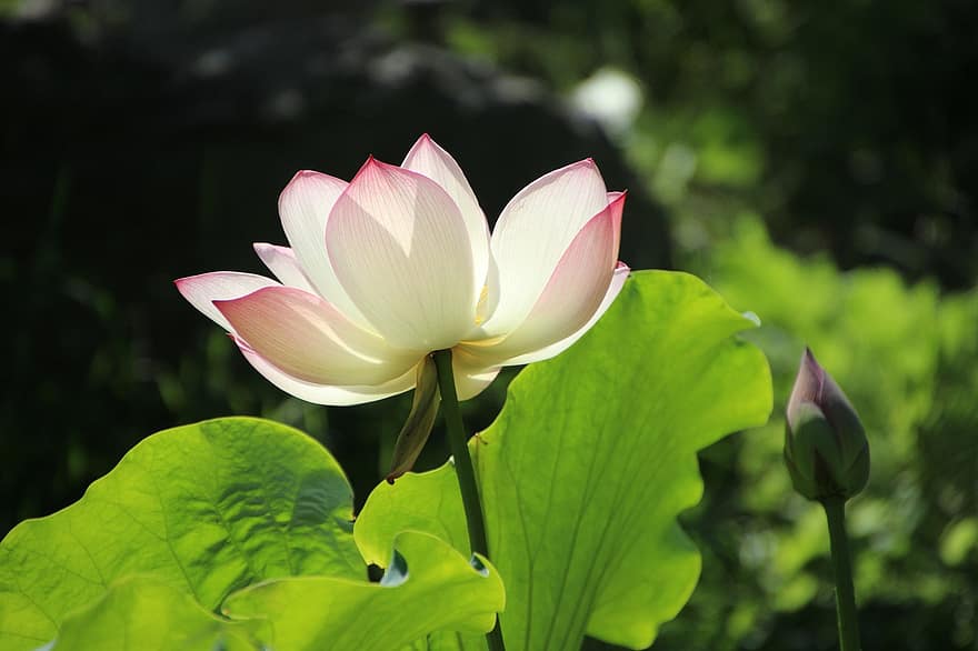 lotus, floare, plantă, nufăr, a inflori, inflori, plante acvatice, floră, lac, natură