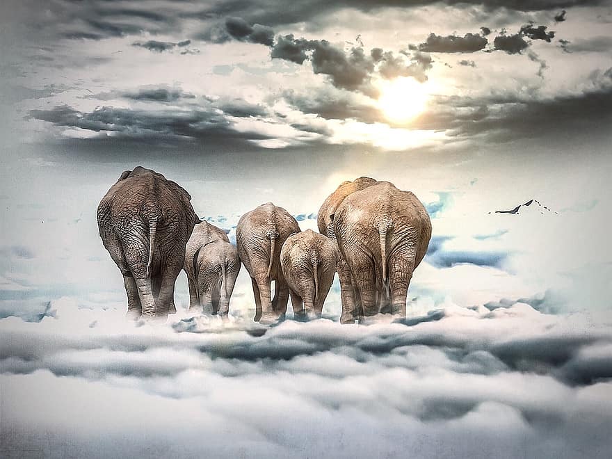 elefant, núvols, sol, lluny, cel, paisatge, muntanya, atmosfera, humor, pell, família