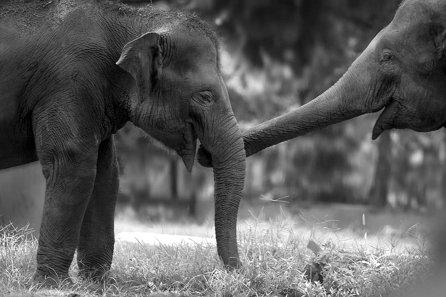 elefantes, casal, animais selvagens, animais, safári, natureza, Kerala, África, viagem, Índia