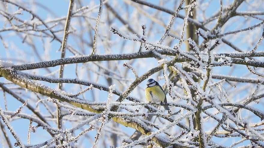 Blue Tit, Branch, Snow, Perched, Cyanistes Caeruleus, Eurasian Blue Tit, Tit, Bird, Animal, Wildlife, Feathers