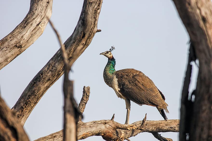Peacock, Bird, Animal, Female, Peahen, Wildlife, Plumage, Branch, Perched, Ornithology, Birdwatching