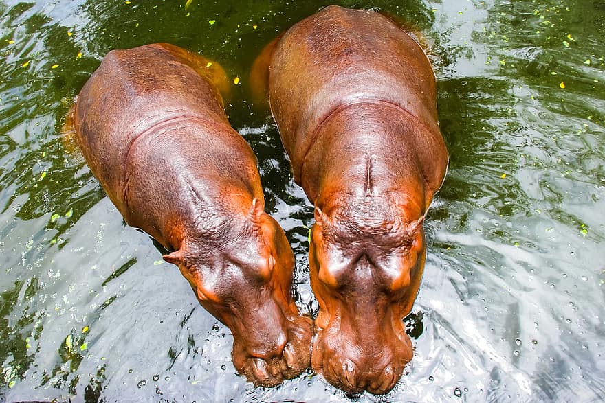 cal de mare, hipopotam