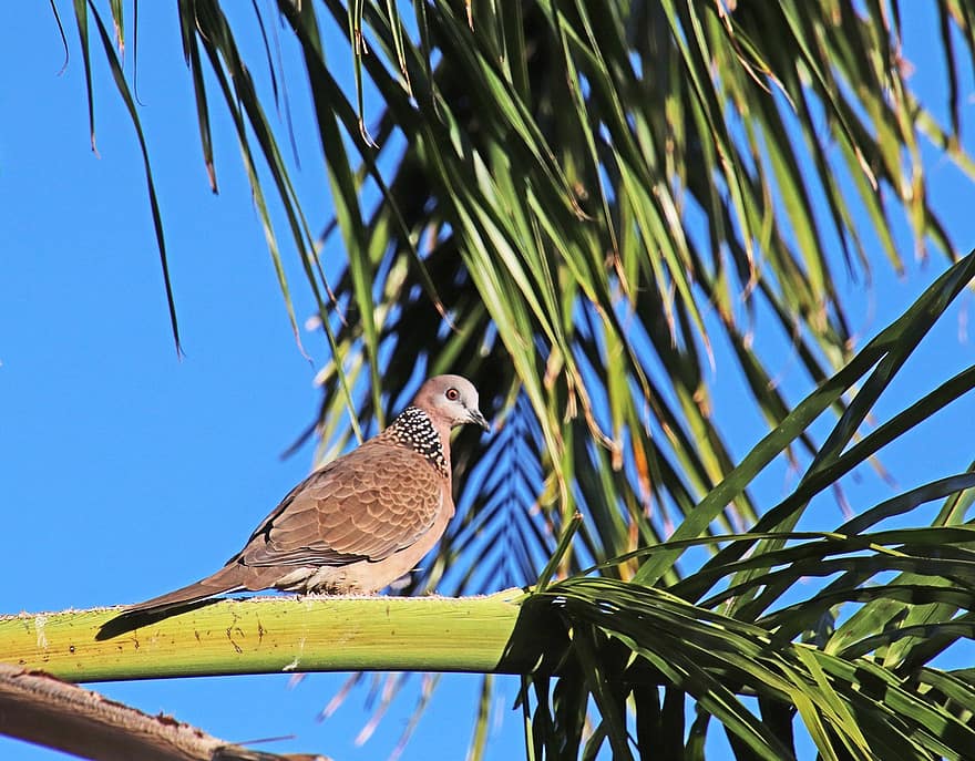Bird, Turtle Dove, Perched, Wildlife, Palm Tree, Garden