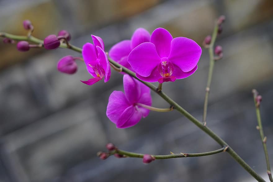 orchideje, květiny, fialové květy, okvětní lístky, fialové okvětní lístky, květ, flóra, orchidaceae, rostlin, kvetoucí rostliny, pěstování květin