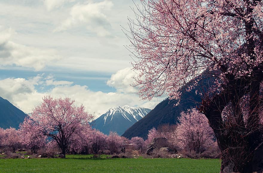 Lin Zhi, Tibet, Schneeberg, Pfirsichblüte, Wiese, natürlich, Wolken, Tal, Landschaft, Frühling, Blume