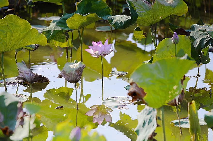 lotus, vodní rostliny, lekníny, letní, květ, rybník