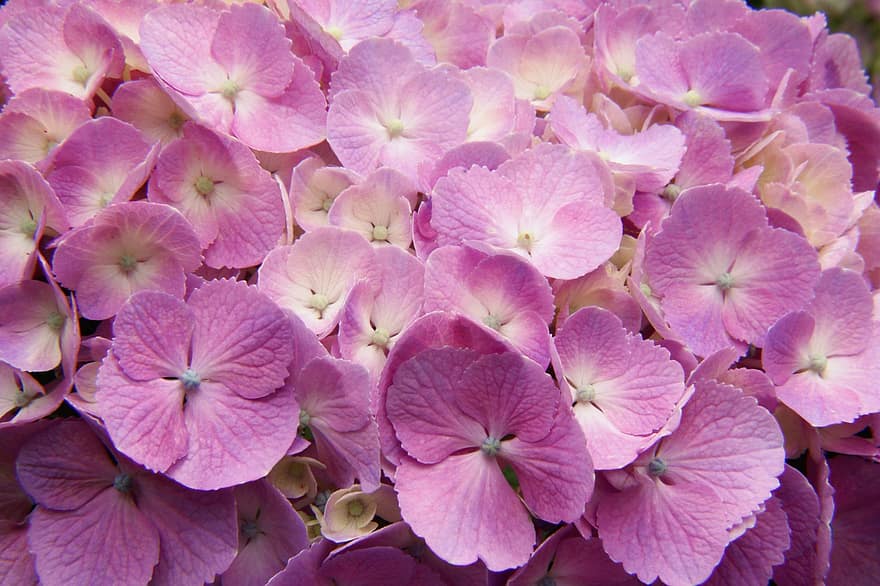 hydrangea, bunga, Jepang, daun bunga, ungu, alam, taman, menanam, berkembang, mekar, flora