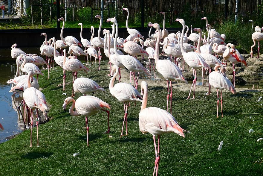 flamingi, ptactwo wodne, ogród zoologiczny, ptaki, różowe pióra, upierzenie, rotterdam, Szczęśliwa wioska