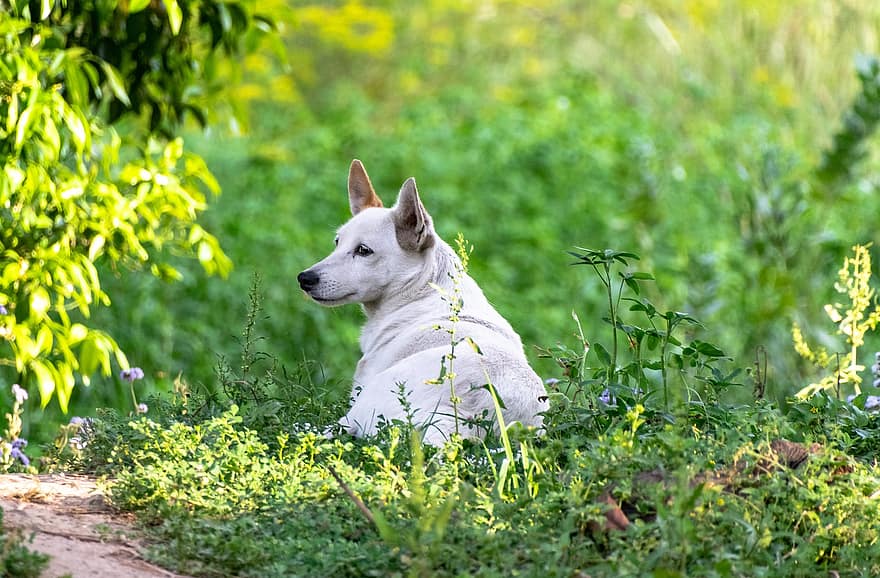 anjing, bidang, anjing putih, anak anjing, rumput, padang rumput, membelai, doggy, hewan peliharaan, imut, anjing trah
