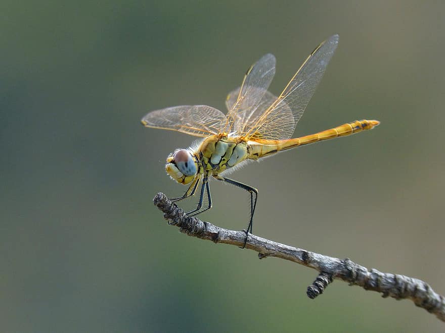 Nature, Dragonfly, Branch, Insect, Common Darter, Yellow Dragonfly, Sympetrum Striolatum, Animal, Fauna