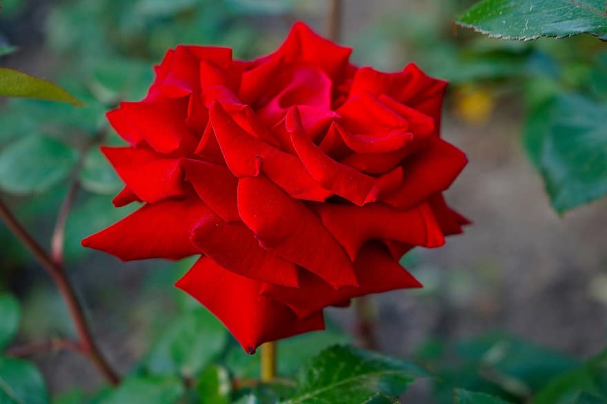 троянда, Червона роза, квітка, Червона квітка, пелюстки, червоні пелюстки, цвітіння, флора, пелюстки троянд, цвітіння троянди, природи