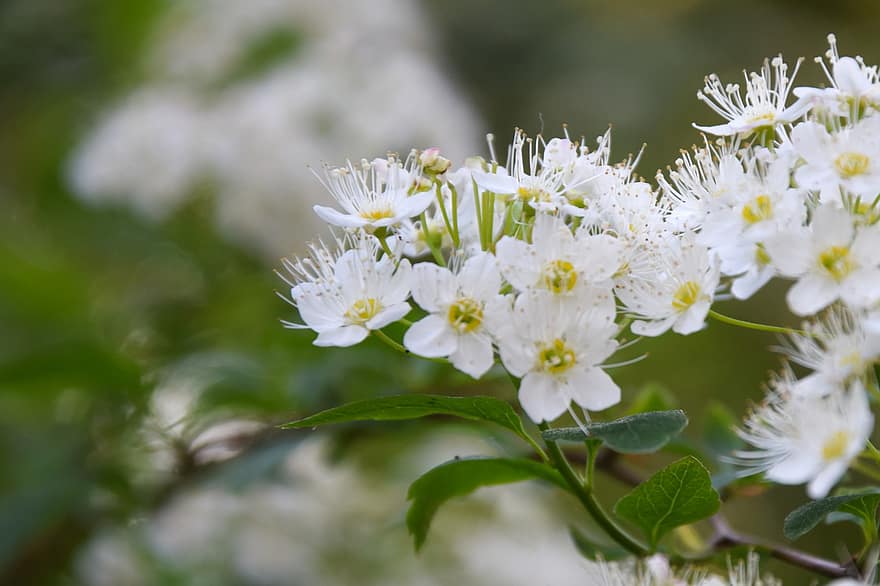 Φινλανδικό καλοκαίρι, Pensasangervo, λουλούδια, φυτά, λευκά λουλούδια, spiraea japonica, πέταλα, Τυπικός τύπος, φύλλωμα, κήπος, φύση