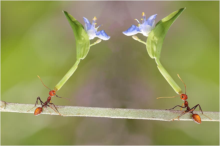 حشرة ، النمل ، علم الحشرات ، محيط