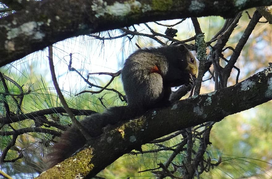 voverė, Oranžpilvė Himalajų voverė, Dremomys Lokriah, graužikas, sciuridae, žinduolių, laukinės gamtos, Barapani, meghalaja