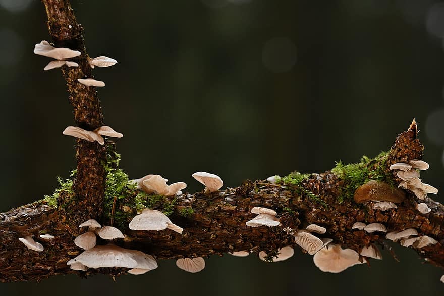 гриби, деревні гриби, мікологія, мох, ліс