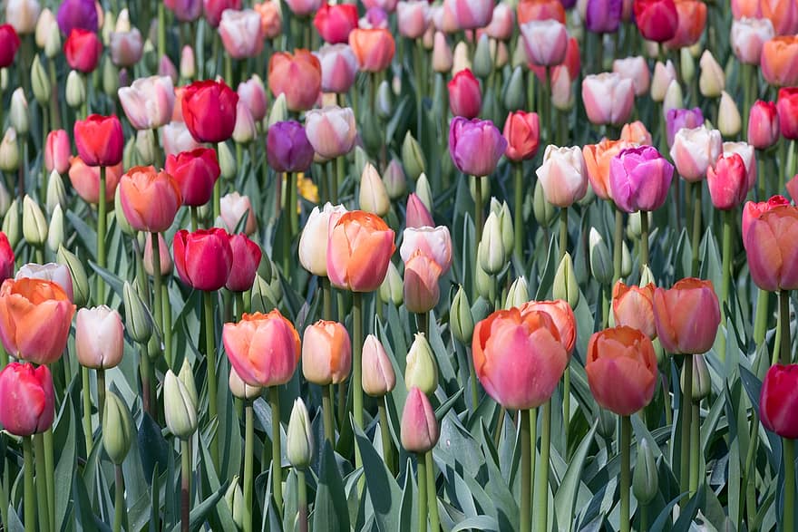 tulipani, fiori, campo, gemme, piante, fiori di primavera, primavera, fioritura, flora, giardino dei tulipani, giardino