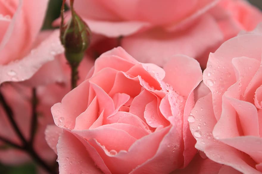 рози, розов, роса, капки роса, водни капчици, дъждовни капки, мокър, розови рози, розови цветя, листенца, розови листенца