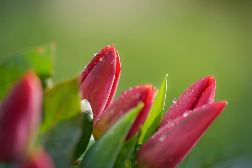 tulipanes, las flores, Flores rosadas, Rocío, gotas de rocío, pétalos, pétalos de rosa, Flores de primavera, floración, flor, plantas