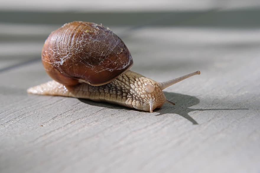 Snail, Sleeve, Mollusk, Animal, Nature, Slow, Close Up, Shell, slimy, close-up, crawling