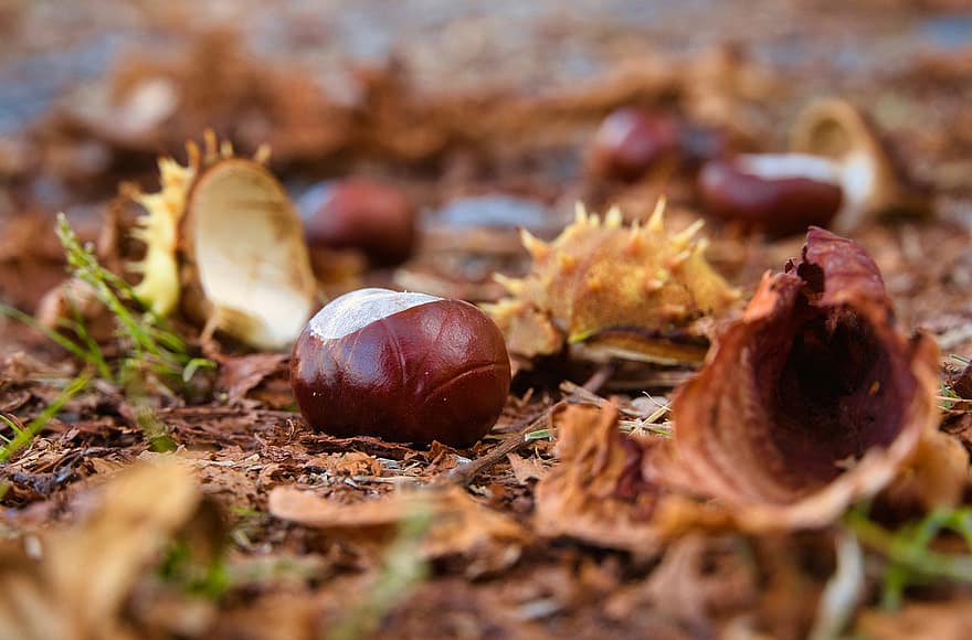 Autumn, Chestnuts, Shells, Leaves, Opened, Fall Foliage, Nature, Fall Leaves, Fall Color, Forest Ground