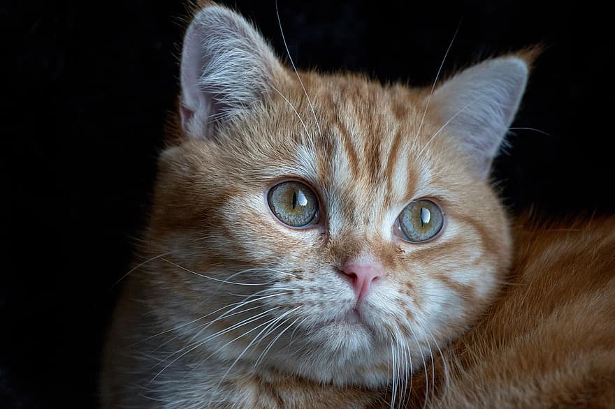 kat, british shorthair, race, feline, dyr, pattedyr, kæledyr, whiskers