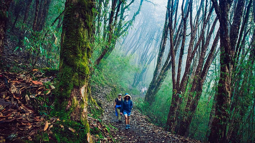 floresta, natureza, caminhada, trilha, arvores, pessoas, caminho, madeiras, nebuloso, aventura, homens
