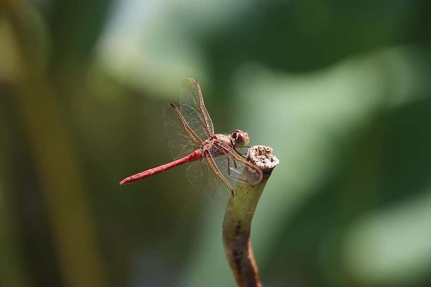 Dragonfly, Insect, Twig, Animal, Wings, Pond, Stem, Plant, Nature, Closeup
