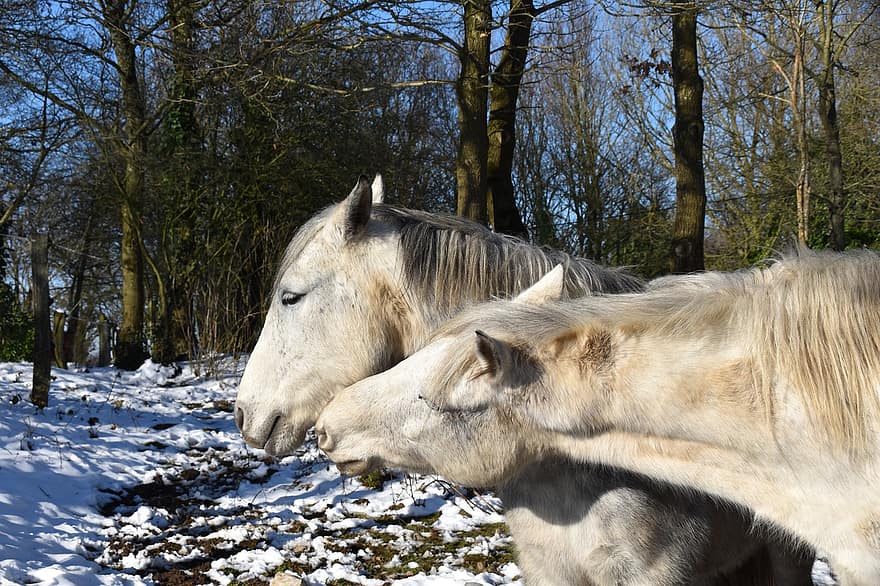 коне, Любящи коне, Конски целувки, пасища, бели коне, преживни животни