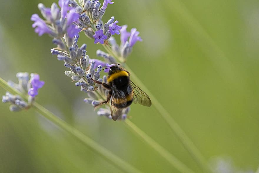 bi, lavendel-, natur, insekter, vingar, insekt, pollen, profil, blomma, pollinatörer, fält