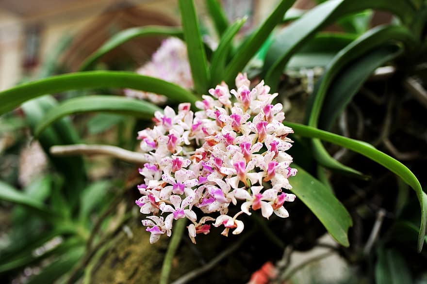 orkideer, blomster, have, kronblade, orkidé kronblade, flor, blomstre, flora, planter