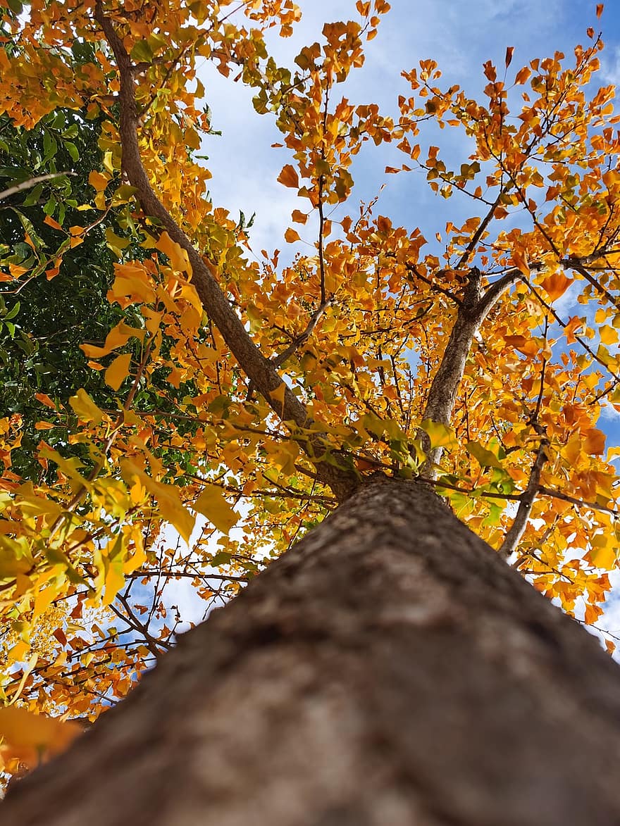 l'automne, arbre de ginkgo, ginkgo biloba, tronc d'arbre, branches, feuilles, feuillage, feuilles d'automne, feuillage d'automne