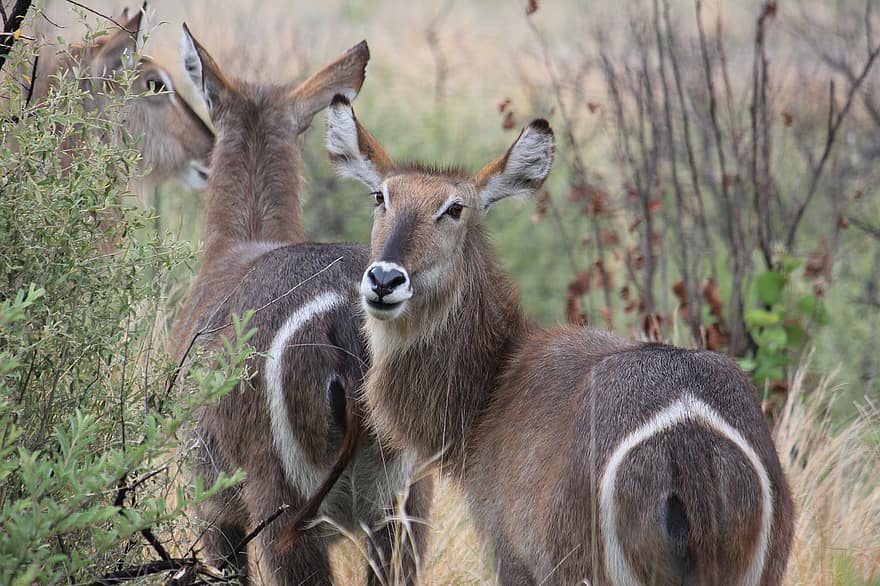 Wasserbock, Antilope, Säugetier, weiblich, Natur, Südafrika, Afrika