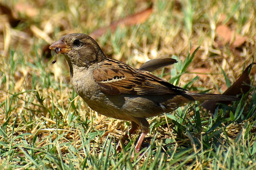 Sparrow, Bird, Little, Cute, Animal, Plumage, Small, Eat, Nature, Bill