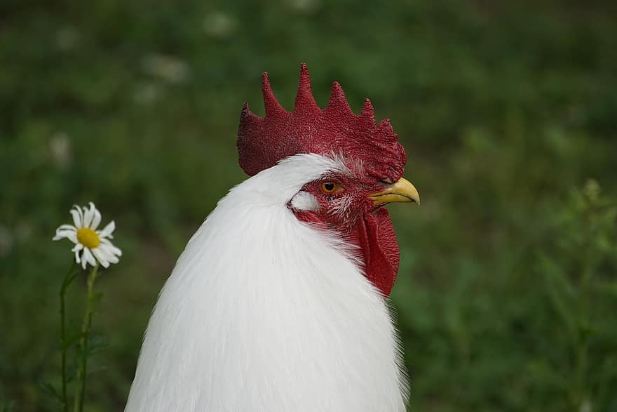 gallo, pollo, pájaro, gallo blanco, aves de corral, animal, cabeza