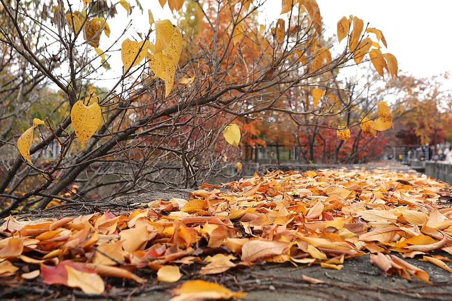 musim gugur, Daun-daun, alam, di luar rumah, dedaunan, pemandangan, jatuh, daun, kuning, musim, pohon