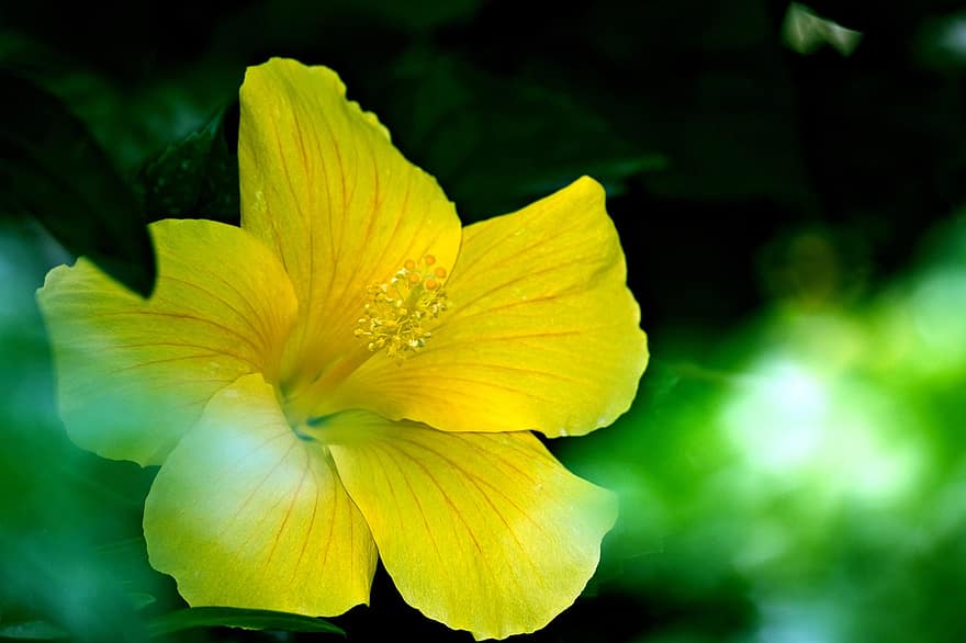 gele hibiscus, hibiscus, gele bloem, bloem, tuin-, flora, natuur, detailopname, fabriek, blad, geel