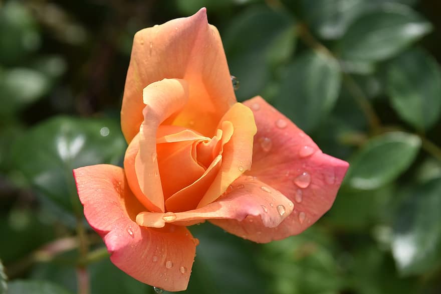 flor de taronja, flor, gotes de rosada, jardí
