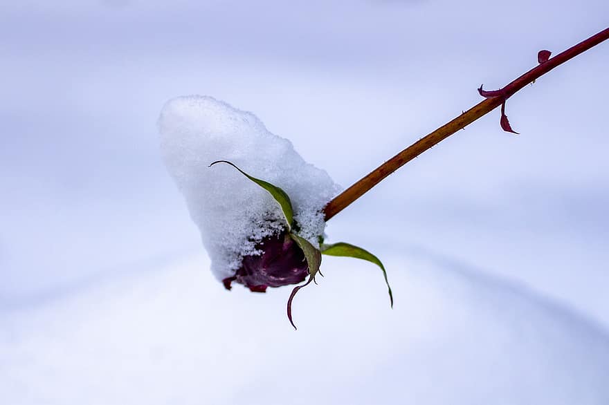 sniegs, ziemā, pieauga, rosebuds, sarkans, balts