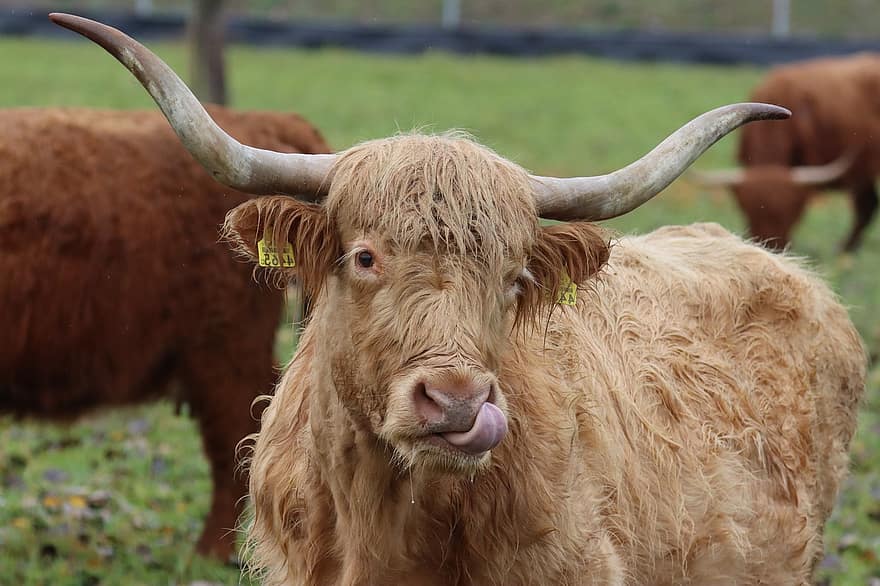 vacă, coarne, limbă, șeptel, blană, vită, carne de vită highland, animal, natură, păşune, bovine
