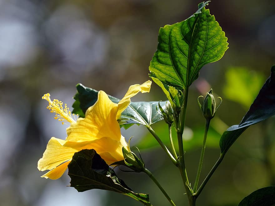 хибискус, цвете, жълт хибискус, пъпки, листенца, жълти венчелистчета, листа, разцвет, цвят, флора
