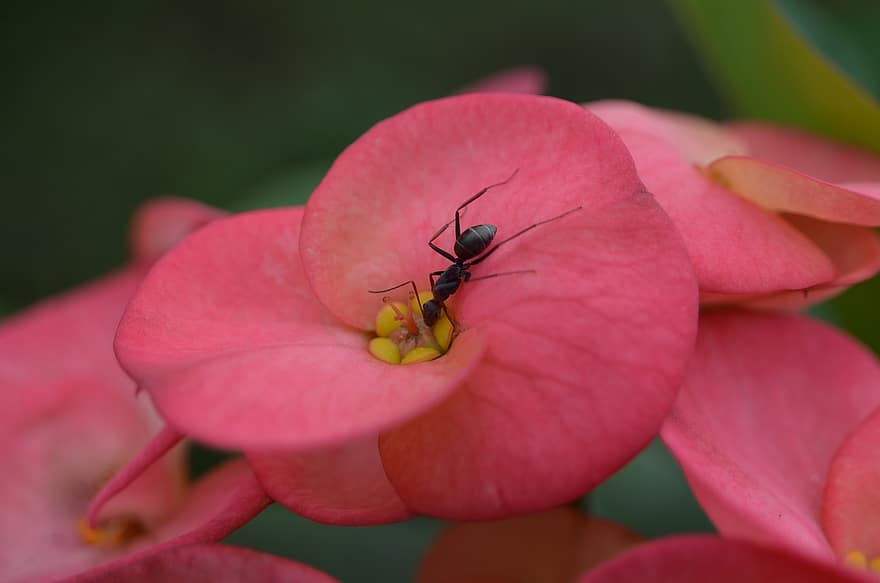 blomma, myra, natur, växt, insekt, myror, vår, rosa, flora