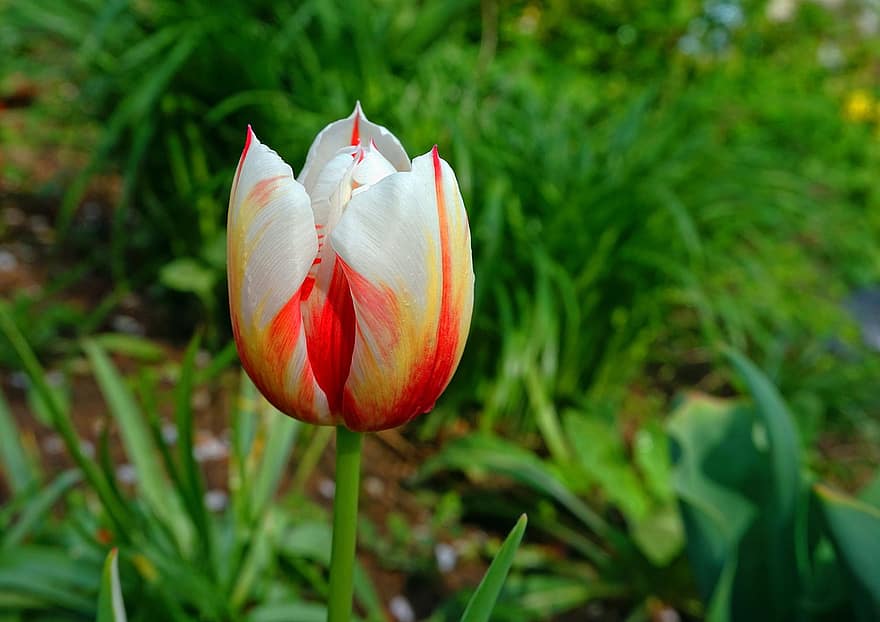 tulipa, flor, natureza, Primavera, jardim, flor desabrochando